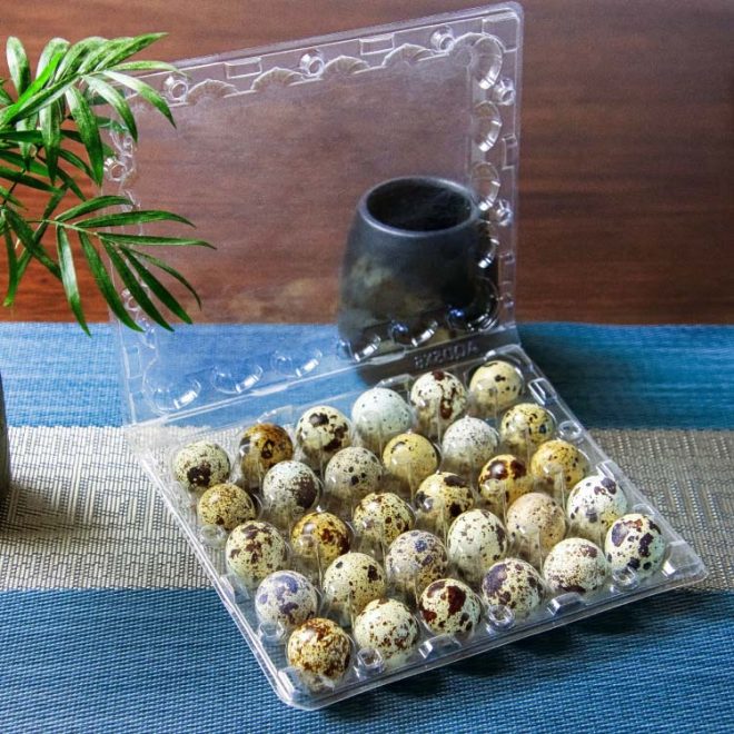 PET Plastic Quail Egg Tray-17